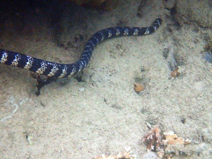 Emydocephalus annulatus