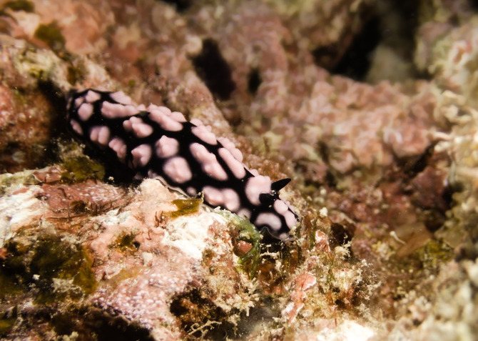 Phyllidiella pustulosa