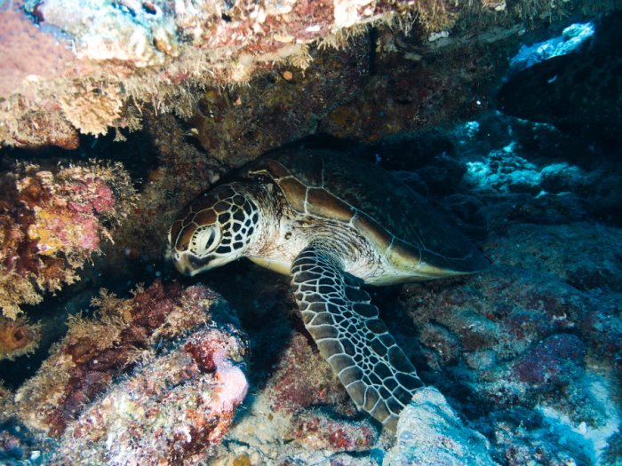 Chelonia mydas (tortue verte)