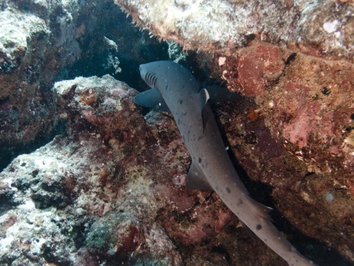 Requin à pointe blanche du lagon