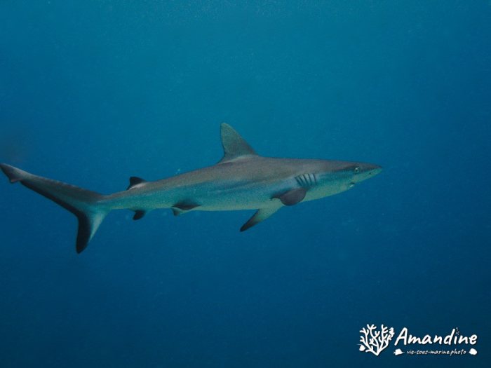 Requin gris de récif