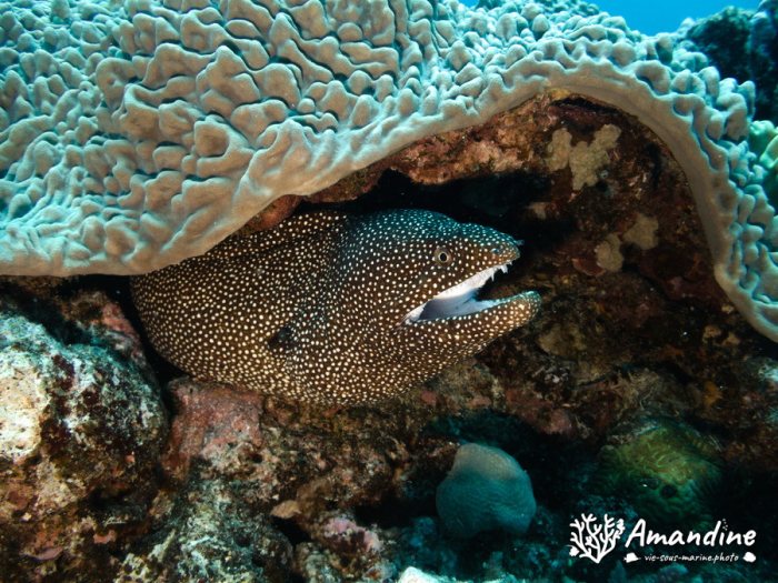 Gymnothorax meleagris