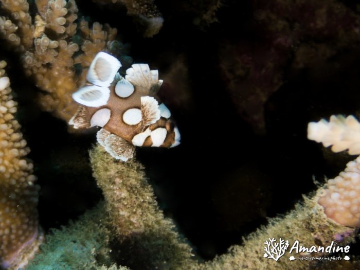 Plectorhinchus chaetodonides