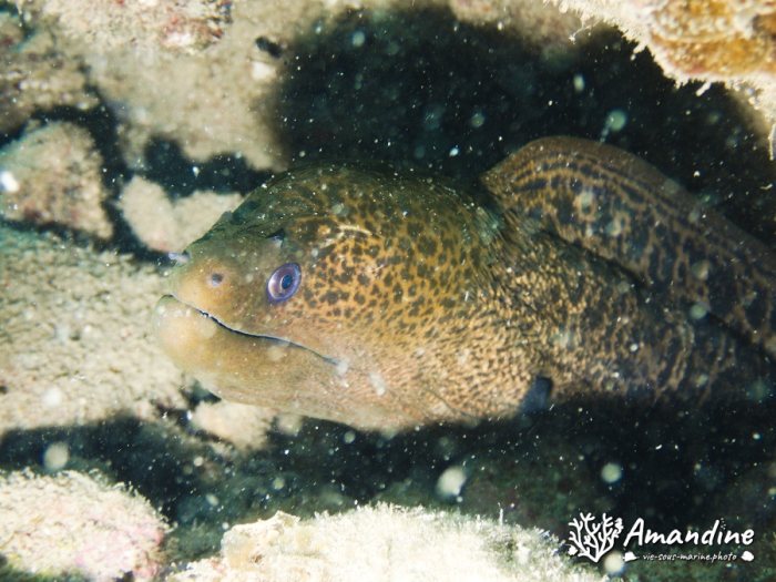 Gymnothorax undulatus