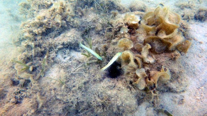 Ptereleotris microlepis