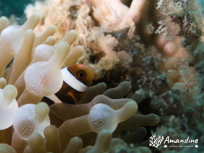 Amphiprion clarkii