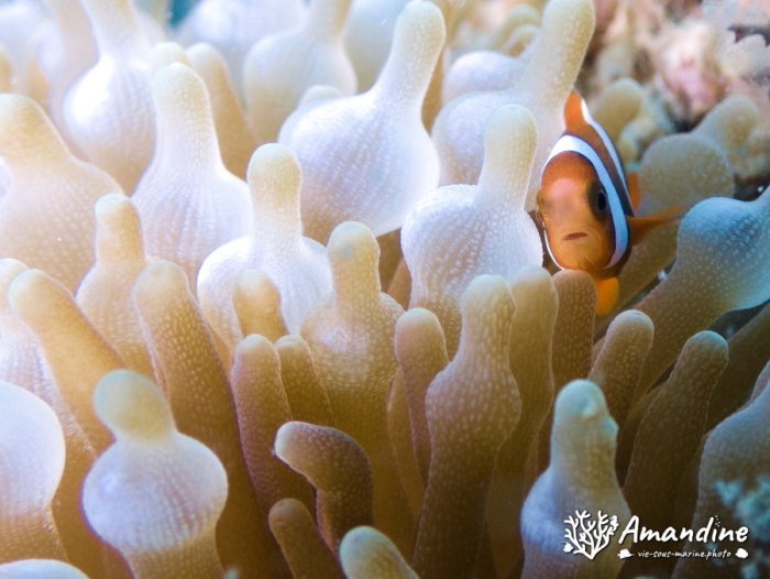Amphiprion clarkii