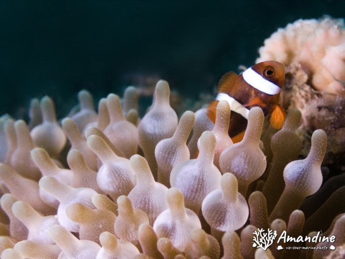 Amphiprion clarkii