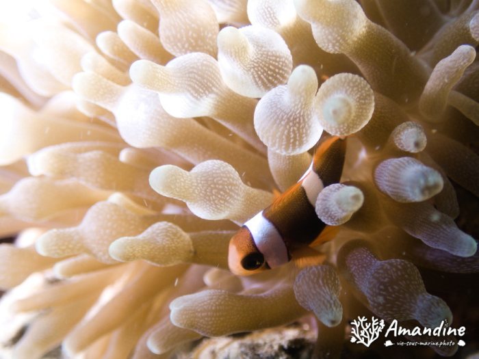 Amphiprion clarkii