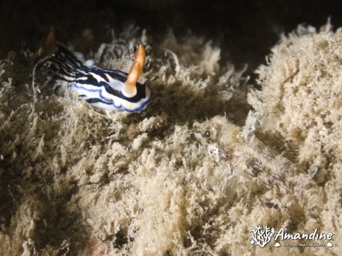 Hypselodoris maritima
