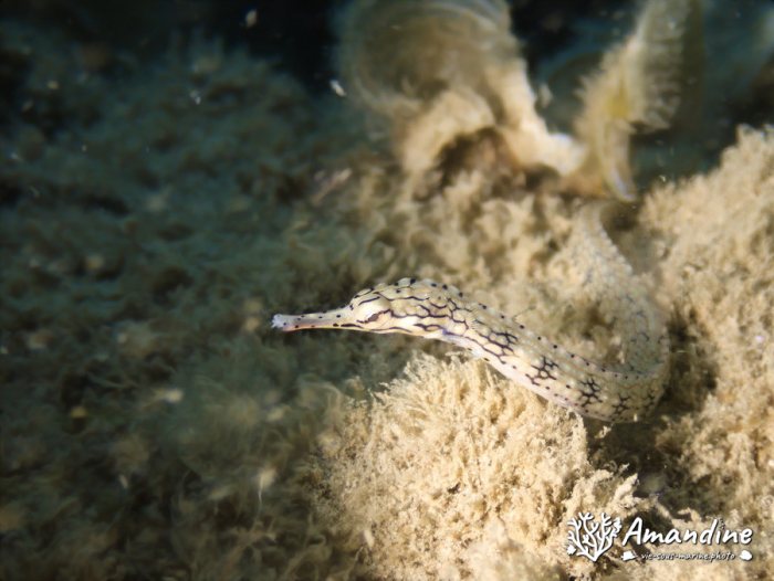 Corythoichthys haematopterus