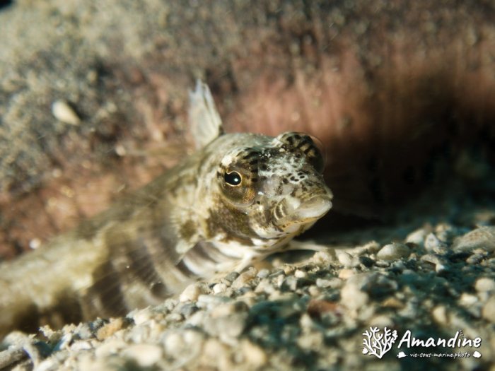 Parapercis australis