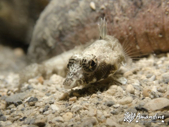 Parapercis australis