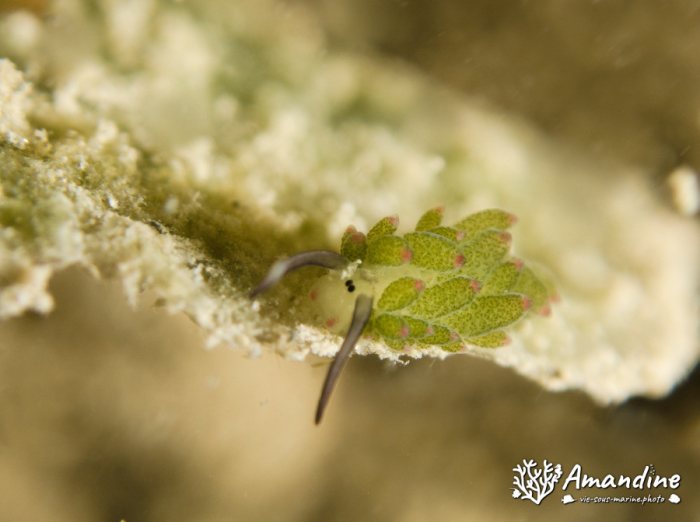 Costasiella sp1