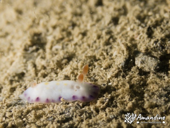 Thorunna sp.