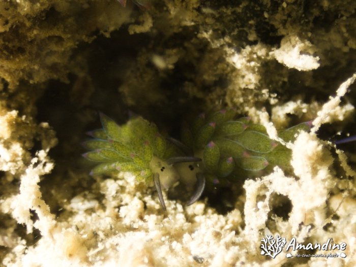 Costasiella sp1