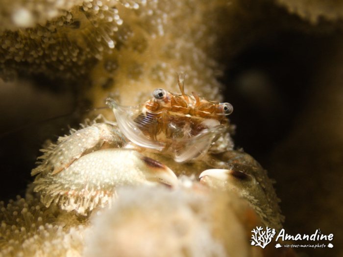 Crabe