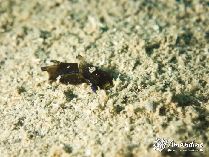 Philinopsis reticulata