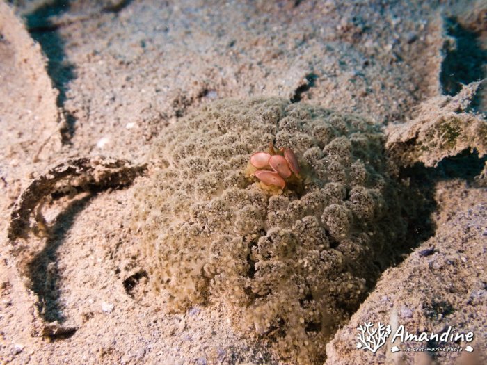 Cassiopea andromeda