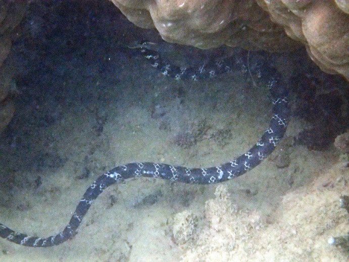 Emydocephalus annulatus