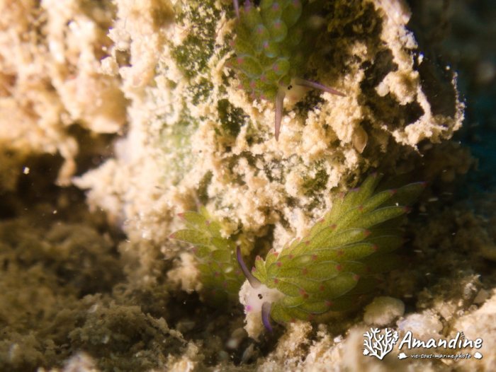 Costasiella sp1