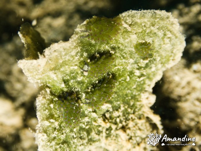 Costasiella sp1