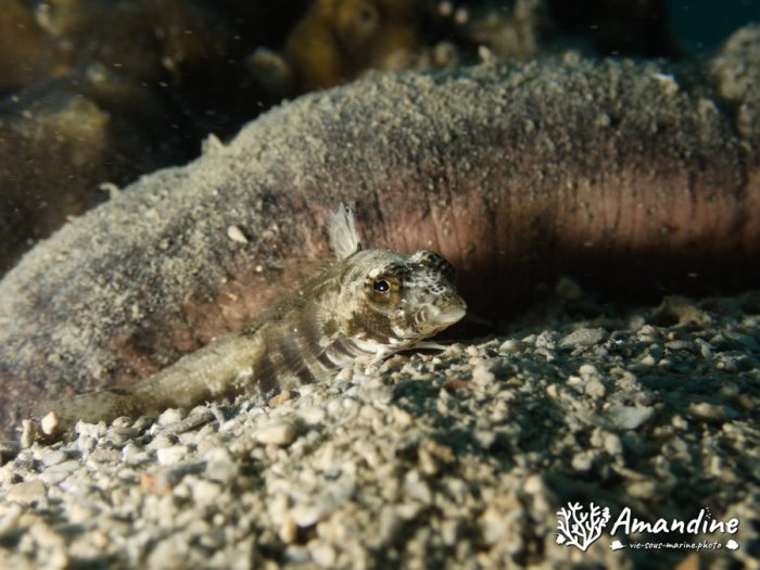Parapercis australis