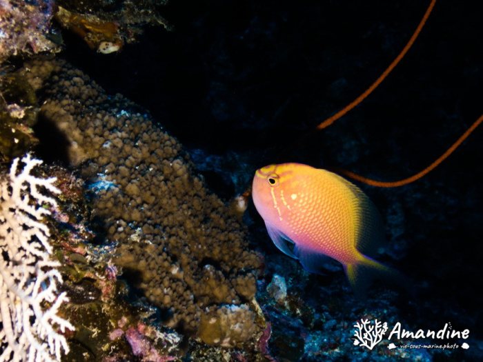 Pseudanthias pascalus