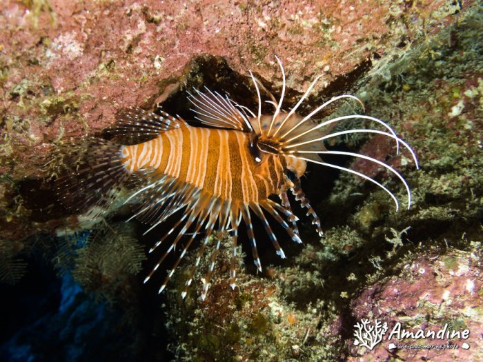 Pterois antennata