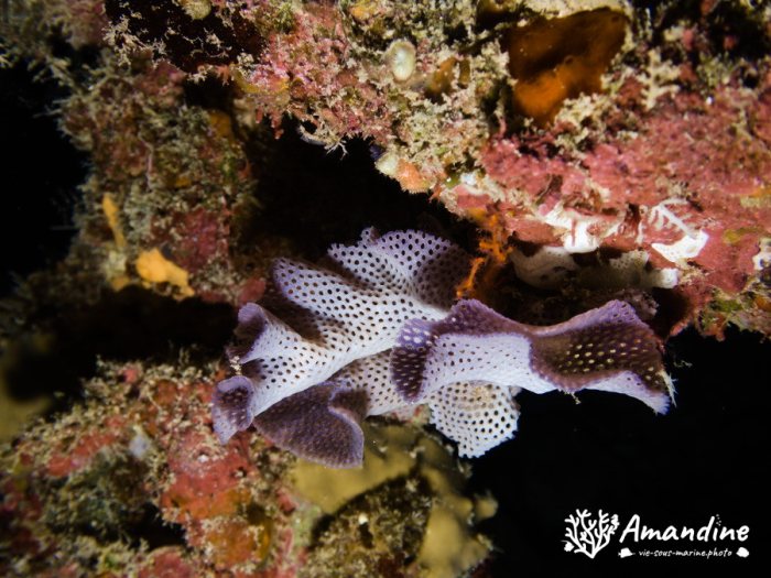 Iodictyum buchneri