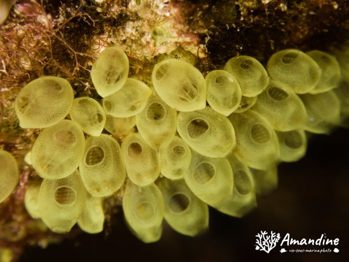 Perophora modificata