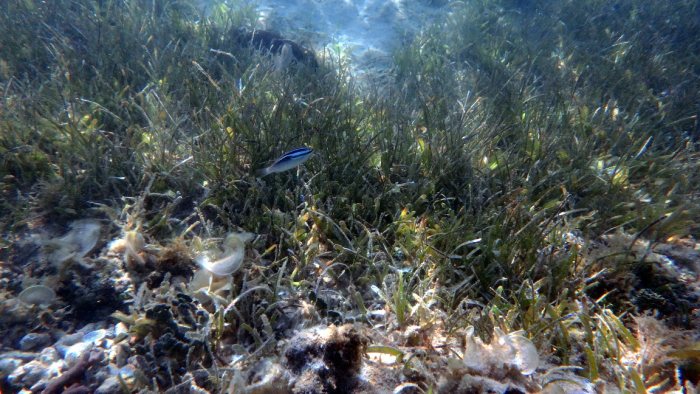 Scolopsis trilineata