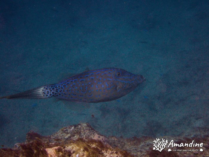 Aluterus scriptus