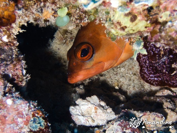 Epinephelus fasciatus