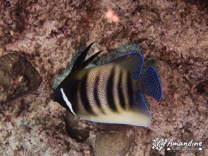 Pomacanthus sexstriatus