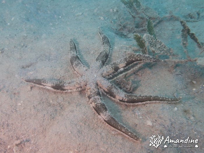 Étoile de mer