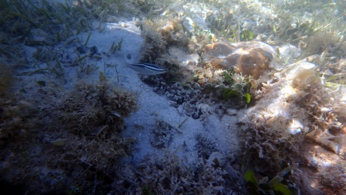Scolopsis trilineata
