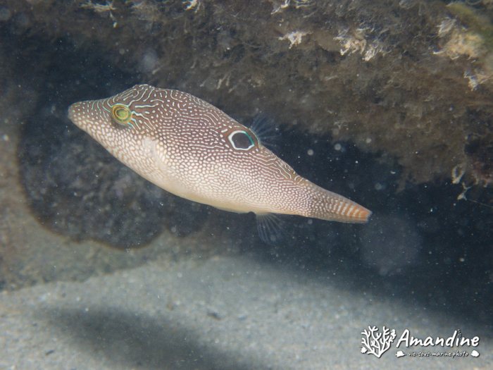 Canthigaster compressa