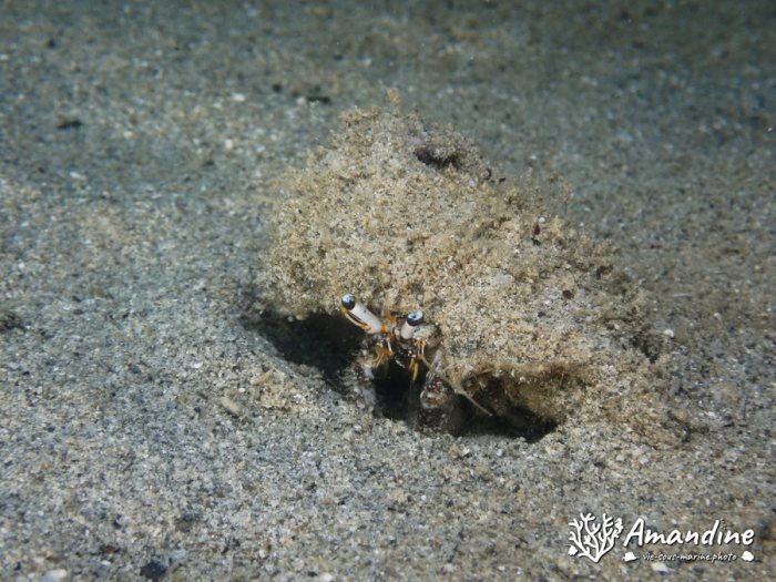Dardanus lagopodes