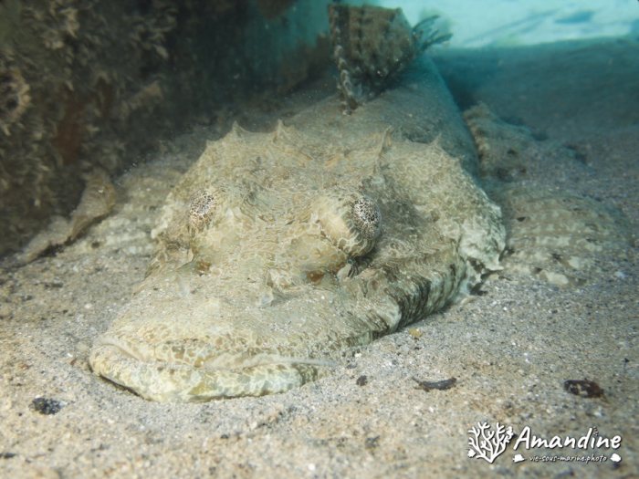Poisson-crocodile
