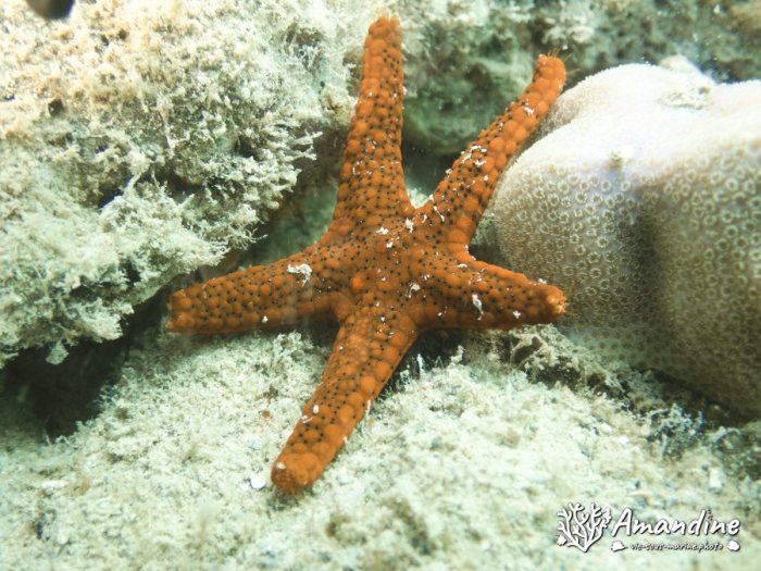 Echinaster luzonicus