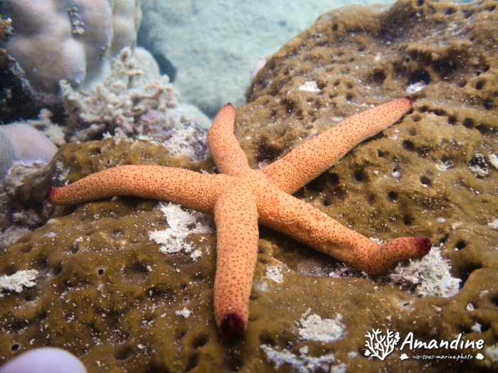 Étoile de mer