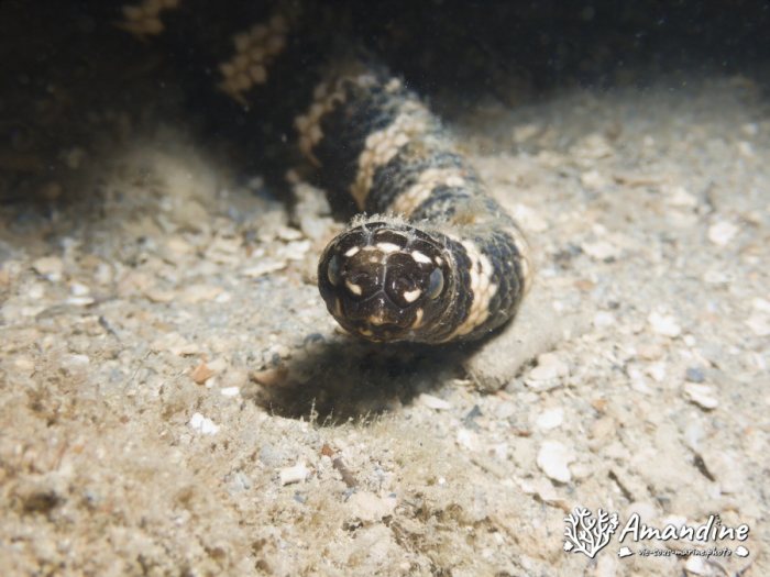 Emydocephalus annulatus
