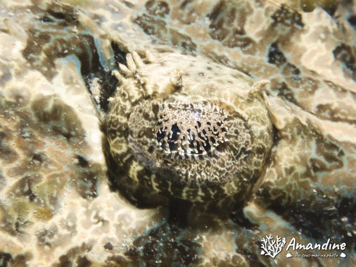 Poisson-crocodile