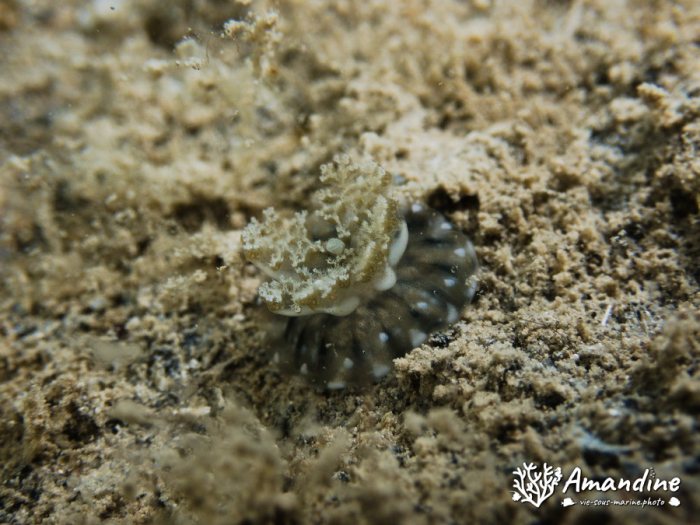 Cassiopea andromeda