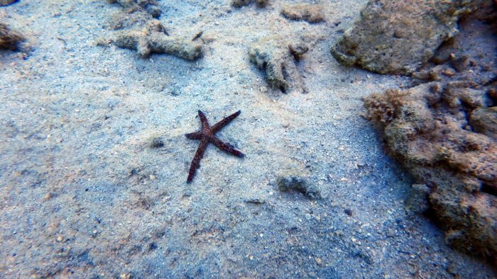 Étoile de mer