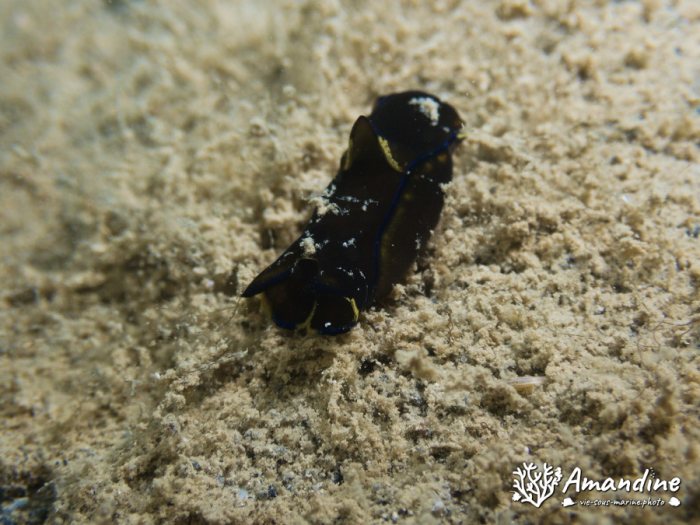 Philinopsis reticulata