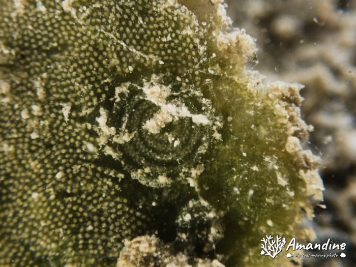 Costasiella sp1