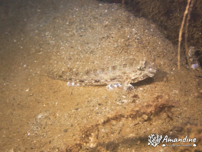 Poissons osseux
