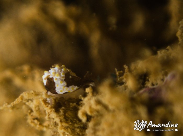 Colpodaspis thompsoni